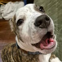 RealMitchyBoi (@dankmitch101) 's Twitter Profile