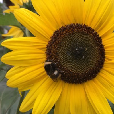 nordin_ulrika's profile picture. Älskar min man och våra höns. Stödjer Ukraina till seger och frihet. Slava Ukraini🇺🇦❤️👊💙💛