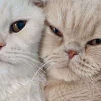 Maryam Abdelrazek (@maryamrazek78) Twitter profile photo