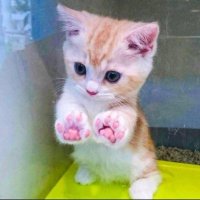 Stop cat (@sc_sol_cto) 's Twitter Profile