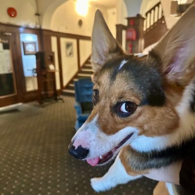 Pembroke Welsh Corgi who likes sailing, paddle boarding & the dog park. I prefer my family in the same room so I can keep watch on them. #CorgiCrew