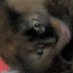 Pitchforks ฯ ๐จ๐ฆ ๐ต๐ธ ๐ฒ๐ฝ (@solocompendium) Twitter profile photo Pitchforks ฯ ๐จ๐ฆ ๐ต๐ธ ๐ฒ๐ฝ (@solocompendium) Twitter profile photo