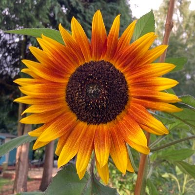 intermittent tweeting on migration, politics, annoying trains, interesting maps, my writing and gardening victories