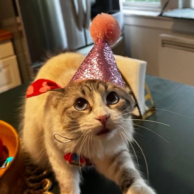 babychickpeas's profile picture. babey sistor to @smallquillrat 👼 only a Little cat!!!! a Texas gal living on the east coast. lynx point siamese ☝️