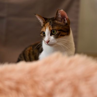 asdboy_west's profile picture. 自閉症スペクトラム(ASD)の小1男児を育てているアラフォー。2023年2月診断済み。知的なし、加配なし、手帳なし、特児あり。学童＋放デイ週4。積極奇異型。