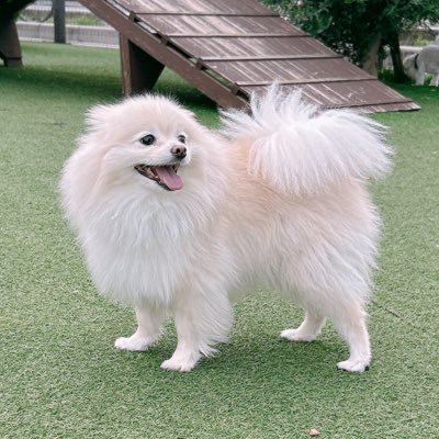 minec0cikorocyn's profile picture. 👑LOVE JOJO LION Arsenal Ødegaard saka Tierney クラシックバレエ Creepy Nuts Swallows ちいかわ 愛車はNBOXでしたʕ·ᴥ·リアル次長課長です 愛犬ポメとトイプーを溺愛してます👑