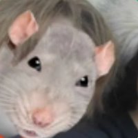 Rat King of Shedtwt (@rat_king_of_sh) 's Twitter Profile