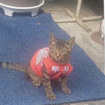 hidingyaong's profile picture. 야옹이는 물어요