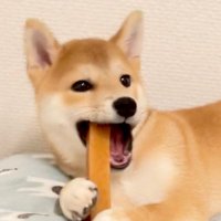 柴犬つくね🐾 (@shiba_tukune) Twitter profile photo
