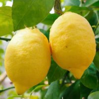 レモン🍋 (@remon1007to) 's Twitter Profile Photo