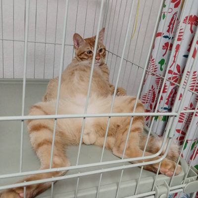 ビリはぴっ!(💪)!さんのプロフィール画像