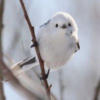 まめろん (@jukhfnc4lj1424) 's Twitter Profile
