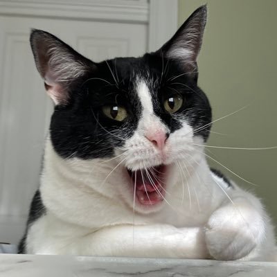 BABKA ! TWO ! BISTER IS @sweetfirecat !! BLAIRANDBABKA ON 🅱️LUESKY !!