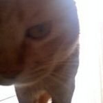 tomo@ポコの親分 (@tomo_squirrel) 's Twitter Profile