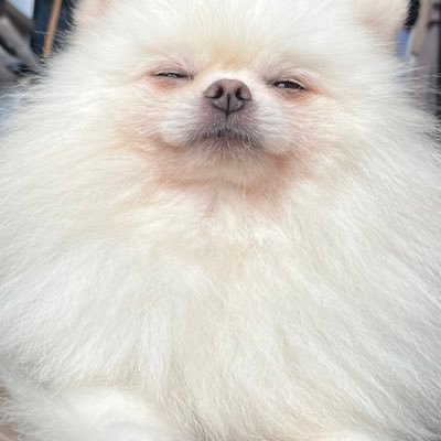 2021.10.13生まれの女の子🚺保護犬から過保護犬になった宇宙一かわいいポメラニアンの『はんぺん』🐶と弟の『おむすび』🍙も登場します