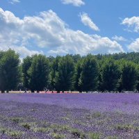 ひつじのひっちゃん_日ハムおばあちゃん (@yukimi_bukiyo) Twitter profile photo