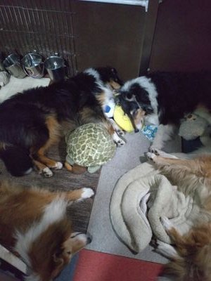 kumataro_kori's profile picture. くまたろうです。リラックマ、刀剣乱舞の箱推しです。
仔馬カメラFCチモ🍀