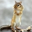 allykwon79's profile image