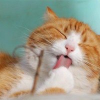 じゅんこ (@junko0845641756) 's Twitter Profile