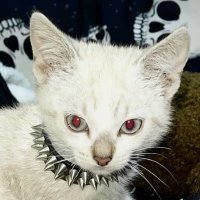 gwyneth🍉 (@lullabykitties) 's Twitter Profile