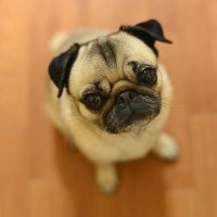 はな (@pug_hana0301) 's Twitter Profile