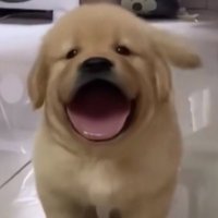 sntt :)) (@snppkt) 's Twitter Profile