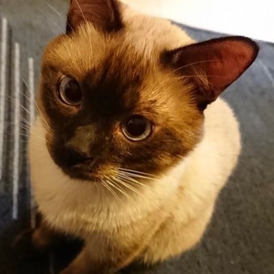 harumeri_'s profile picture. 全然成長できないへなちょこです
