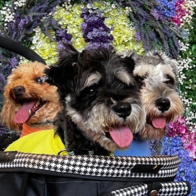 H2Luxury's profile picture. ガンダムUCE ムラサメ研究所所属 MLBRIVALS コンソメ研究所⚾️