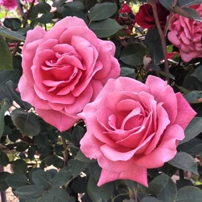 gNZW6JCdpH74056's profile picture. 