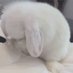 gatita (@cleanbunnie) Twitter profile photo gatita (@cleanbunnie) Twitter profile photo