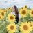 paso0801's profile image