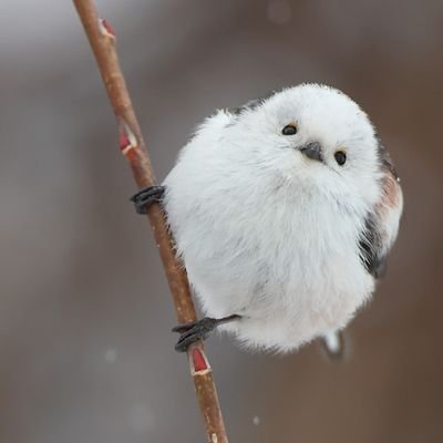 きさらぎ　ﾈﾀﾊﾞﾚ有りさんのプロフィール画像