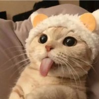 pengpengpa12345 (@pengpengpengpa) 's Twitter Profile