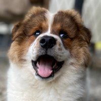 Tolkien Harzpfote (@harzpfote) 's Twitter Profile