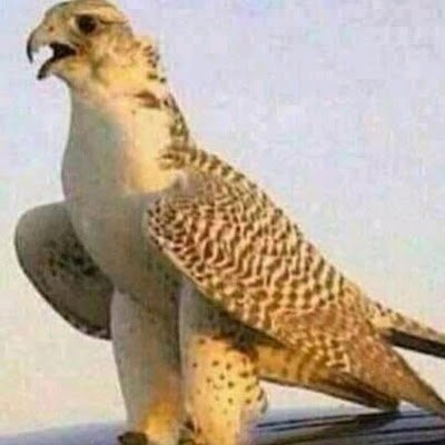 ارض وسماء غيمة ومطر بعشق ترابك يا وطن
صعيدي وافتخر اني من بلد زعيم العروبة خالد الزكر سيادة الرئيس جمال عبد الناصر