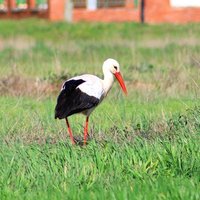 Castilla al natural 🌾 (@naturcastilla) 's Twitter Profile