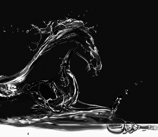 stalliontweet's profile picture. NZIPP Accredited Professional Photographer. Wildlife and Bird Photographer, New Zealand