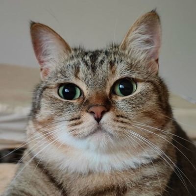 えるフェルト ネ コさんのプロフィール画像