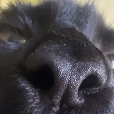 PfundGehacktes1's profile picture. 