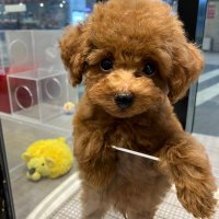 ちゃちゃまい🐶 (@maimai37288826) 's Twitter Profile Photo ちゃちゃまい🐶 (@maimai37288826) 's Twitter Profile Photo