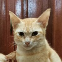 ً (@mccnbr) 's Twitter Profile