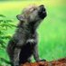 Little Wolf 🇺🇸 (@txlittlewolf) Twitter profile photo Little Wolf 🇺🇸 (@txlittlewolf) Twitter profile photo