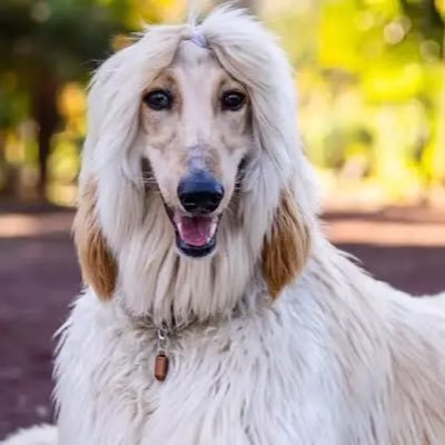 _tribunusplebis's profile picture. reset the world