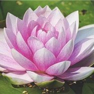 お金の増やし方やお得な情報など教えたりしています。自分がお金に苦労した経験から生活に困窮している方の力になれればと思い、わずかですがお金配り企画を実施中。 期間限定▶ https://t.co/Cp4NgD8lhA