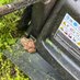 LawnToad (@lawntoad91) Twitter profile photo LawnToad (@lawntoad91) Twitter profile photo