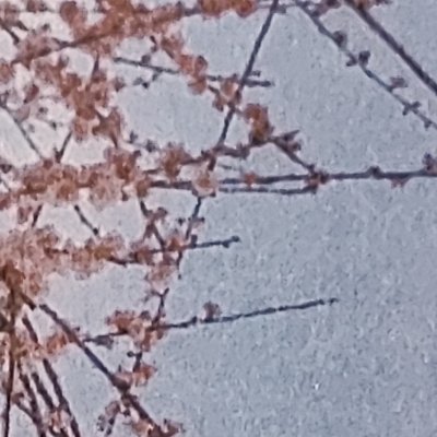 Klarabrice's profile picture. 杂食