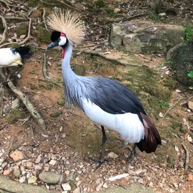 endc_l1's profile picture. あ