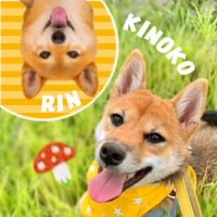 柴犬きのこ🍄とりん🌈 (@rin_shibaken) 's Twitter Profile