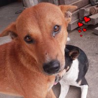 Animal & nature lover (@ganeshdhungel12) 's Twitter Profile