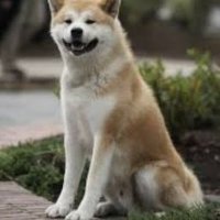 RC | Larion (@larion1097597) 's Twitter Profile